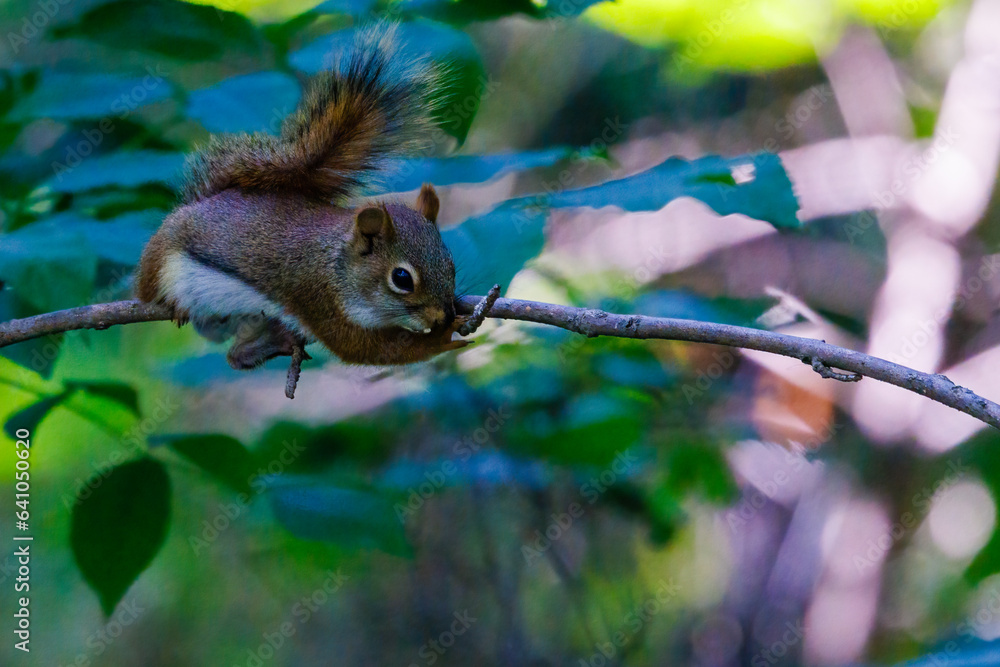 Close up of an American Red Squirrel (Tamiasciurus hudsonicus) resting on a tree limb during spring. Selective focus, background blur and foreground blur.
