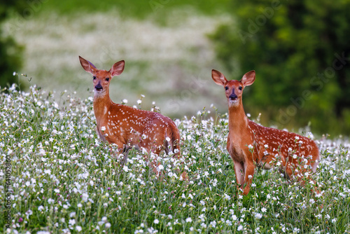 Pair of white-tailed deer (Odocoileus virginianus) fawns with spots standing in a field of wild flowers during summer. Selective focus, background blur, foreground blur
