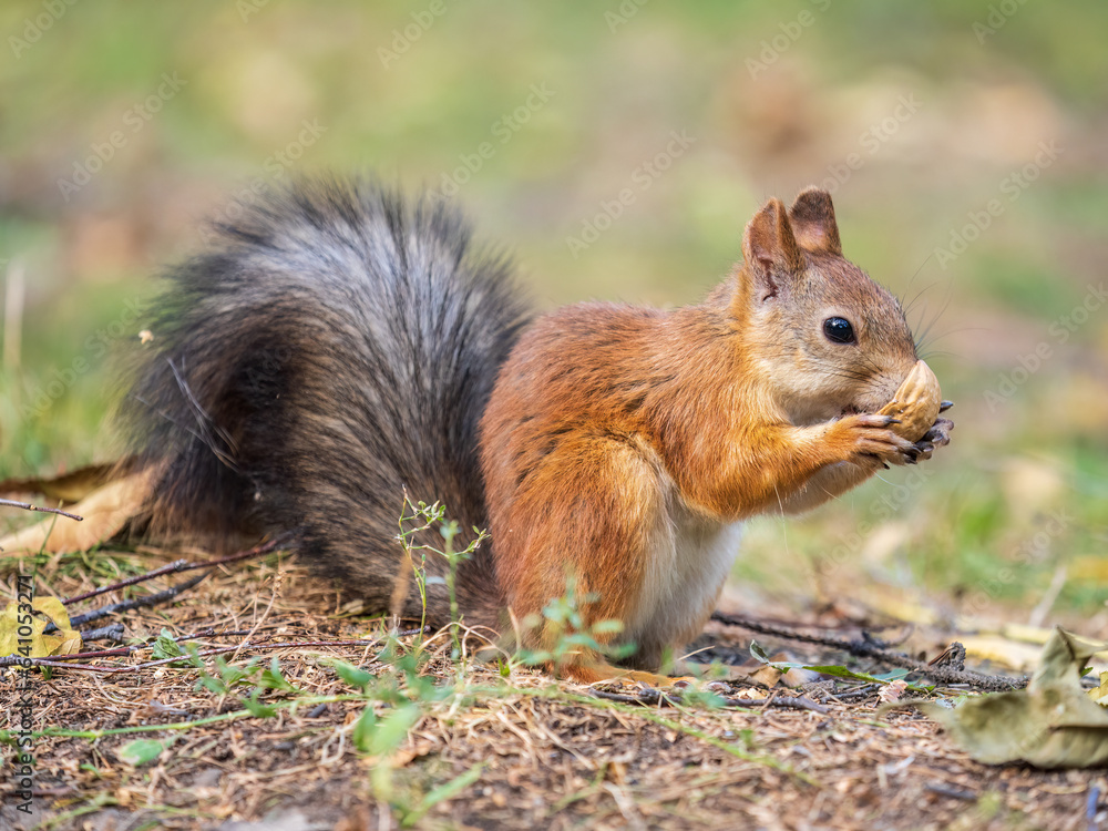 Autumn squirrel with nut sits on green grass with fallen yellow leaves Autumn squirrel with nut sits on green grass with fallen yellow leaves