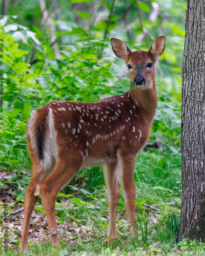Close up of a White-tailed deer (Odocoileus virginianus) fawn with spots standing in an opening in the forest during spring. 
