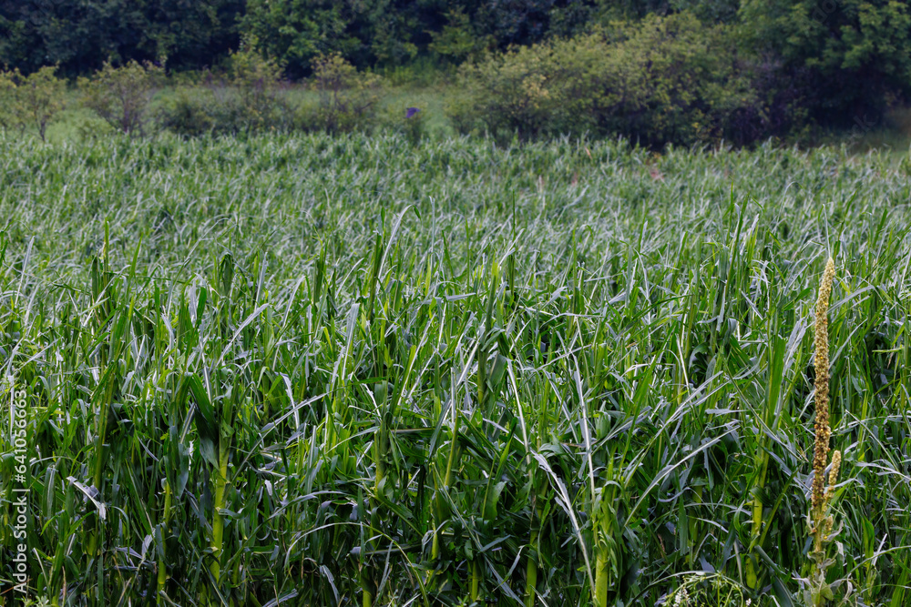Damaged corn (Zea mays) after a hail storm during summer in Wisconsin.
Damaged corn (Zea mays) after a hail storm during summer in Wisconsin.
