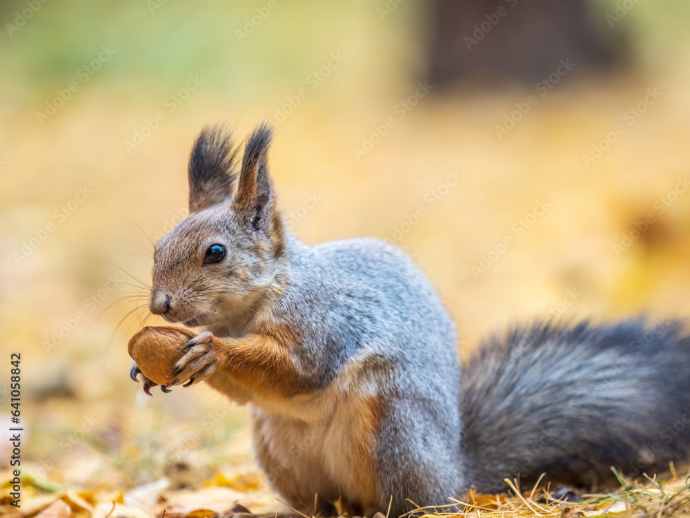 Autumn squirrel with nut sits on green grass with fallen yellow leaves Autumn squirrel with nut sits on green grass with fallen yellow leaves