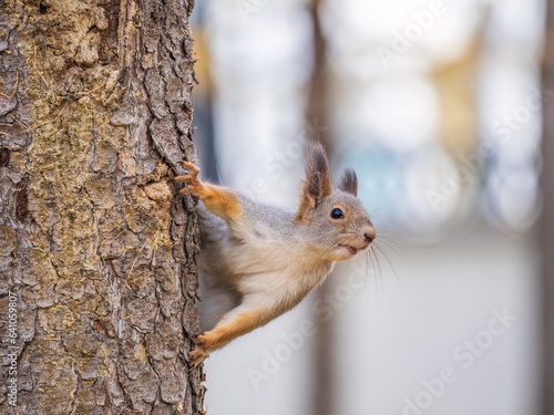 Portrait of a squirrel on a tree trunk
