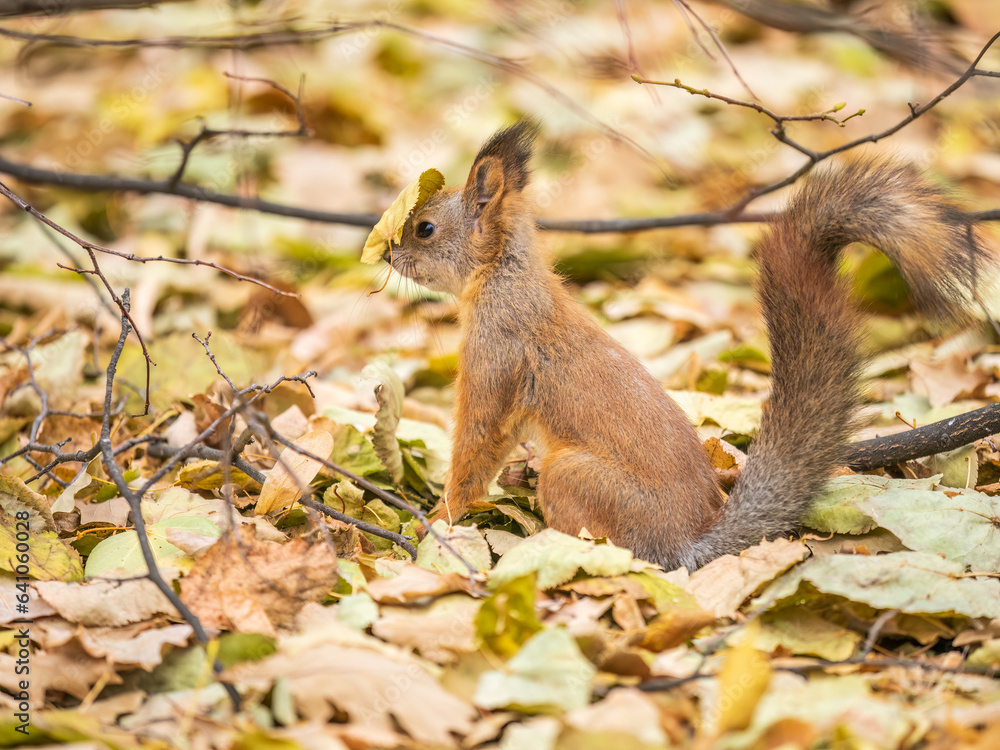 Autumn squirrel on green grass with fallen yellow leaves