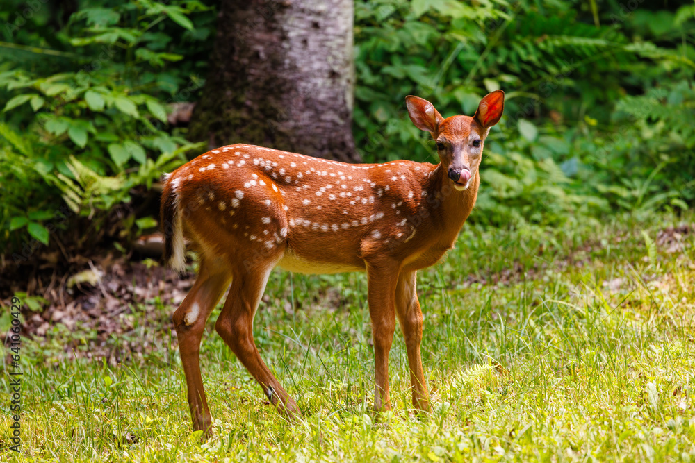 White-tailed deer (Odocoileus virginianus) fawn with spots licking its nose while in a forest clearing during spring.
White-tailed deer (Odocoileus virginianus) fawn with spots licking its nose while in a forest clearing during spring.