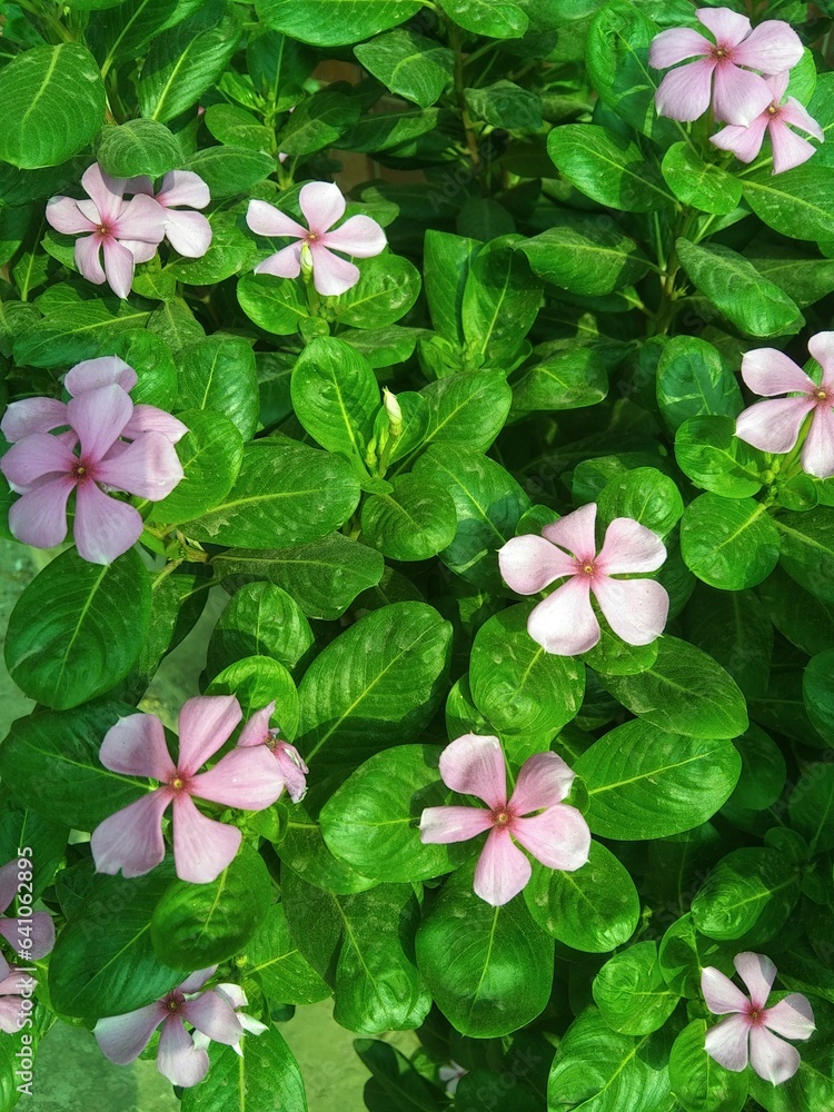 pink flowers background with green colour leaf pink flowers background with green colour leaf