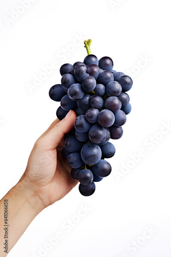 Hand holding dark blue grapes isolated on white background