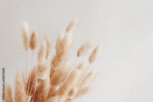 Dry fluffy bunny tails grass bouquet on beige background with copy space. Lagurus Ovatus flowers poster, Floral card. photo
