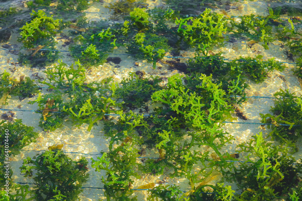 Selective focus of green seaweed on a seaweed farm in Bali