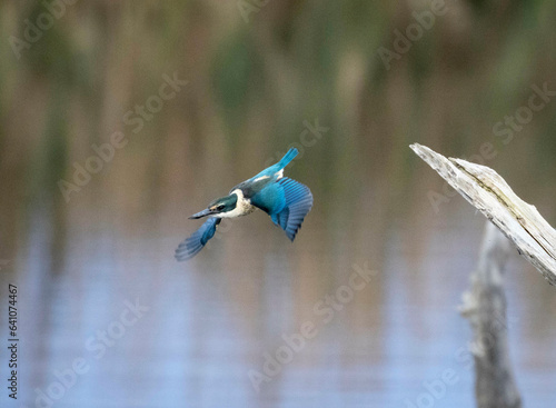 Sacred Kingfisher, Kotare, (Todiramphus sanctus) in flight over water in a wetlands