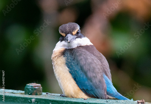 Sacred Kingfisher, Kotare, (Todiramphus sanctus) staring at camera, close up