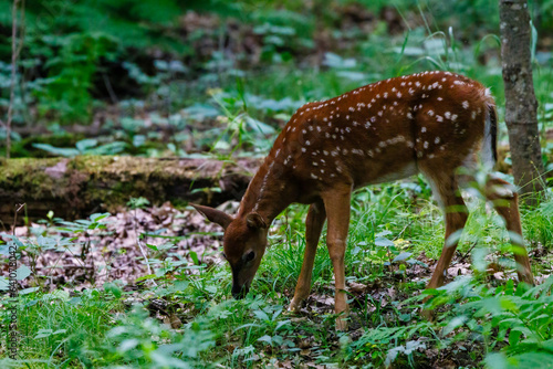 White-tailed deer (Odocoileus virginianus) fawn with spots feeding in a meadow in the forest during spring.   © Aaron J Hill