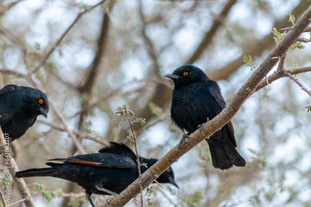 Telephoto of pale-winged starlings - Onychognathus nabouroup- sitting ...