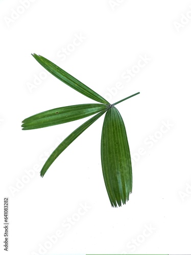 finger palm leaf green color (daun palem jari) isolated on white background photo