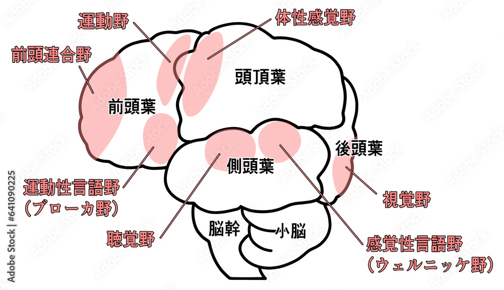 Obraz premium 横から見た大脳のシンプルなイラスト
