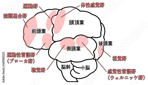 横から見た大脳のシンプルなイラスト