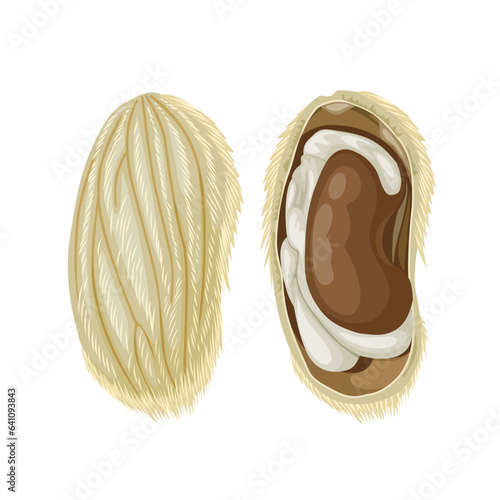 Vector illustration, mango seed, whole and open, isolated on white background.