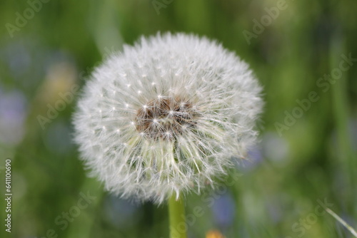 A Dandelion with Seeds