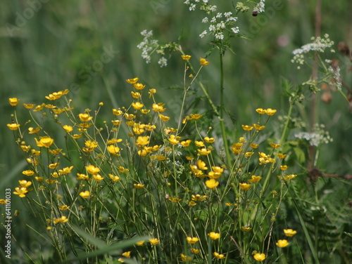A bush of yellow buttercups on a grass background