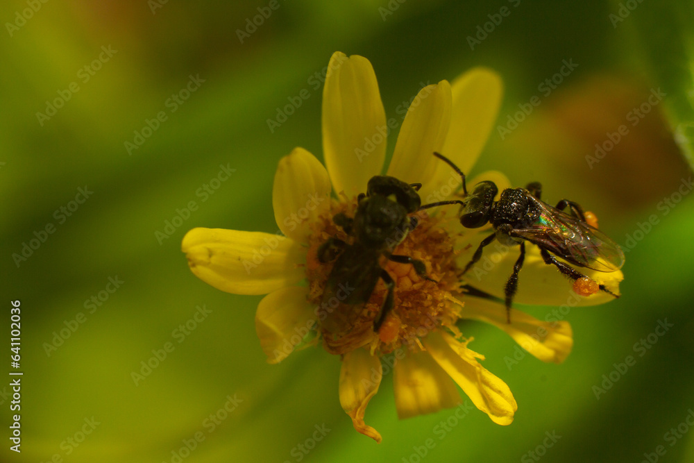Native Australian stingless bee on flower Native Australian stingless bee on flower