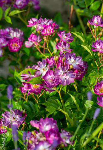 Purple flowers of Veilchenblau climbing rose in garden photo