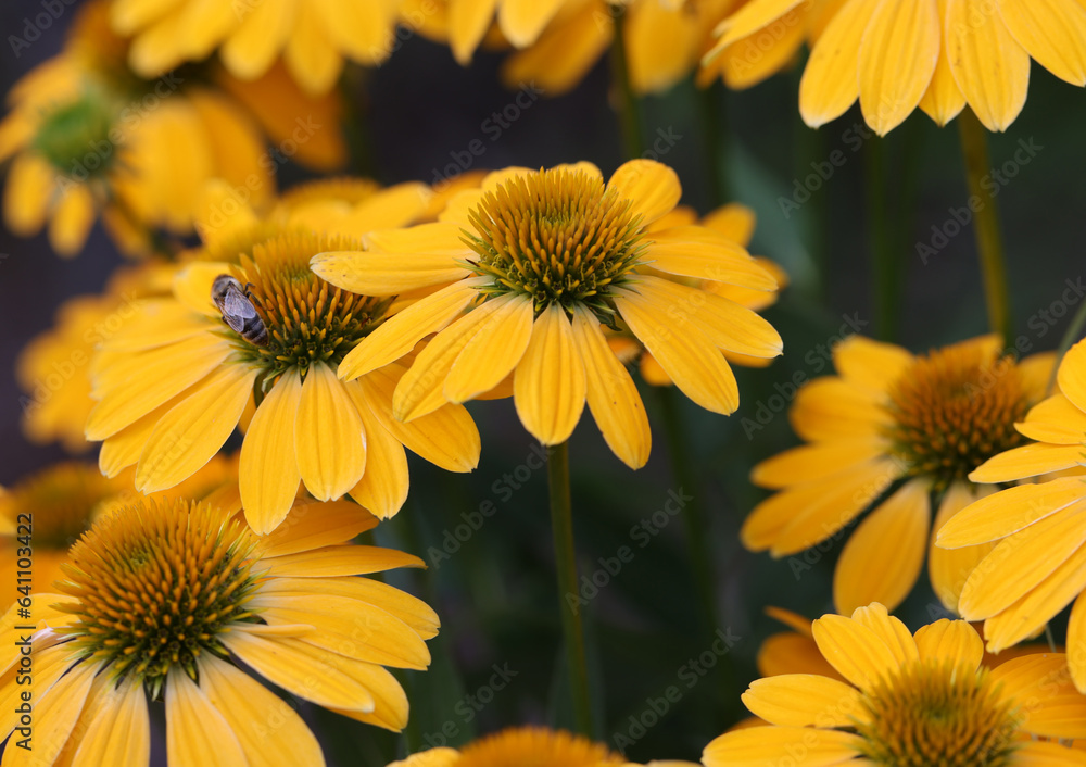Flowers of Echinacea - an herb stimulating the immune system Flowers of Echinacea - an herb stimulating the immune system