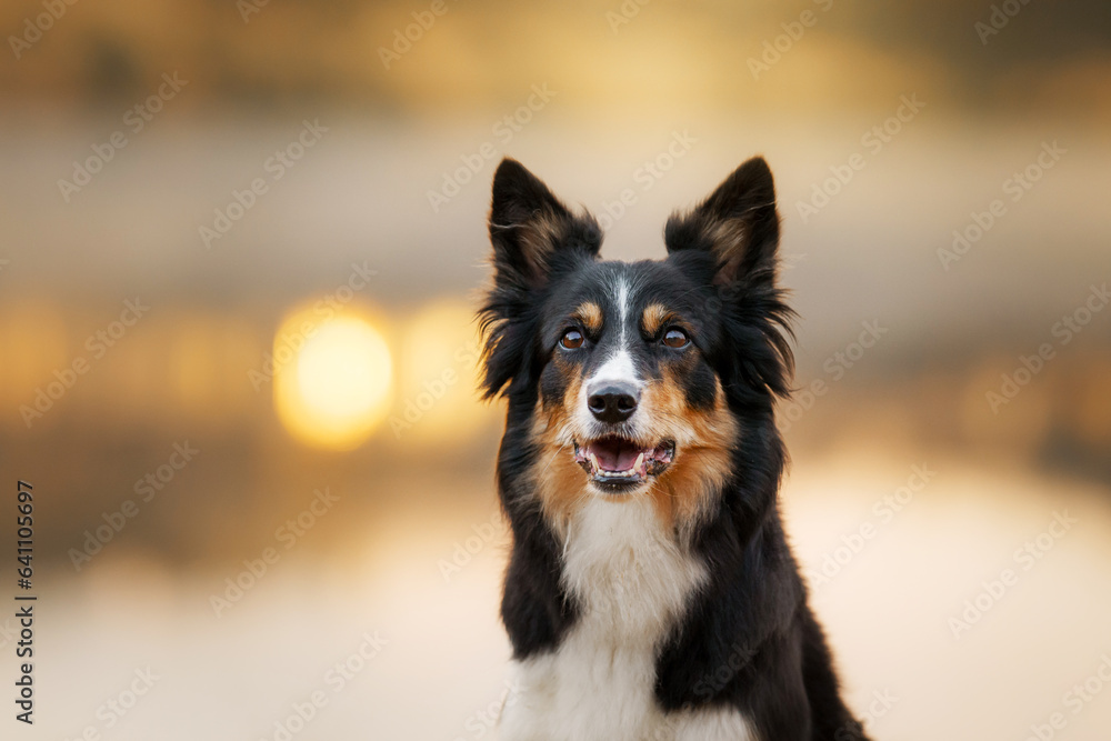portrait of a dog against a background of bokeh. tricolor border collie in nature