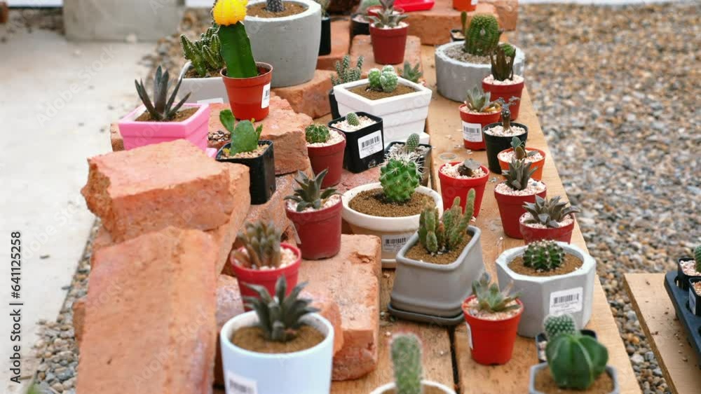 Background of cacti on stone shelf. Tropical nature indoors. Exotic desert plants in decorative pots. Sharp thorns and botanical detail. Closeup of houseplants. Background of cacti on stone shelf. Tropical nature indoors. Exotic desert plants in decorative pots. Sharp thorns and botanical detail. Closeup of houseplants.