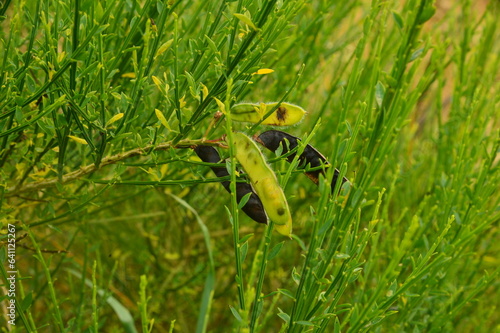 Plante légumineuse sauvage dans herbe haute et fougére 