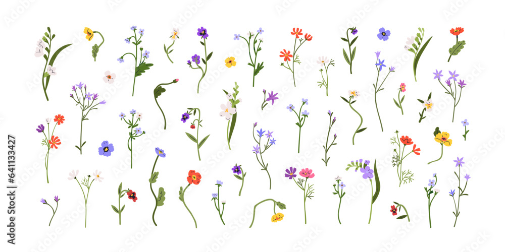 Spring flowers, floral stems, branches set. Gentle blooming field plants. Botanical decorations, anemones, freesia, spreading bellflower. Flat graphic vector illustrations isolated on white background Spring flowers, floral stems, branches set. Gentle blooming field plants. Botanical decorations, anemones, freesia, spreading bellflower. Flat graphic vector illustrations isolated on white background