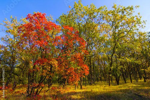 beautiful autumn forest glade with waricolour trees