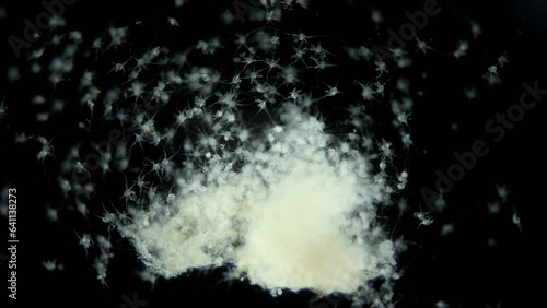 Larvae of sea spider Phoxichilidium femoratum under microscope, order Pantopoda. Protonymphon stage. After hatching, they parasitize Anthoathecata. White sea photo