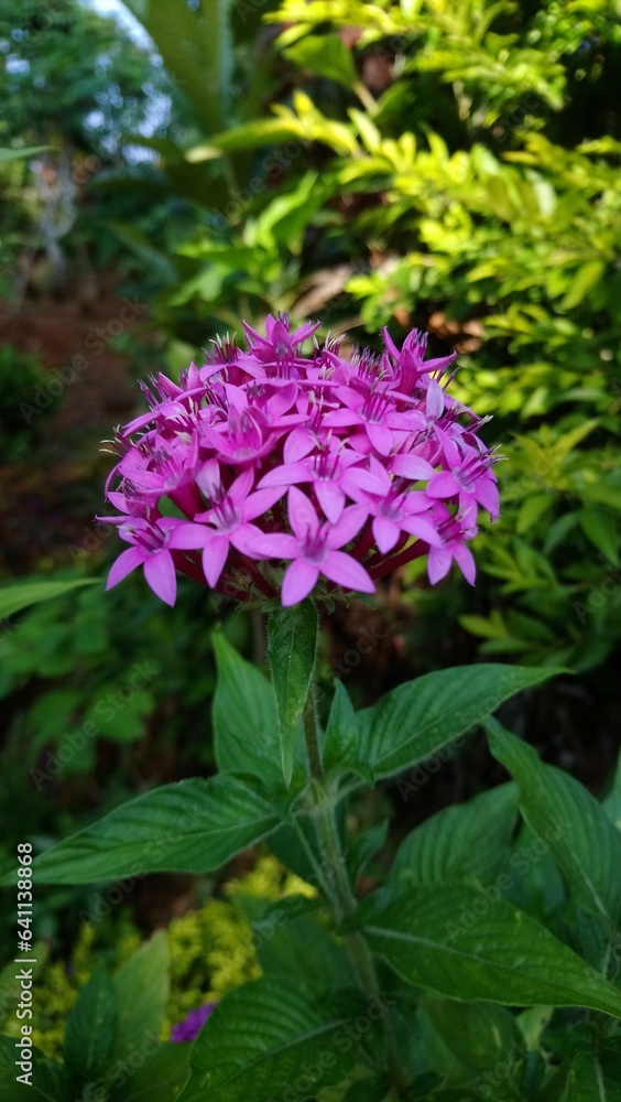 pink and purple flowers