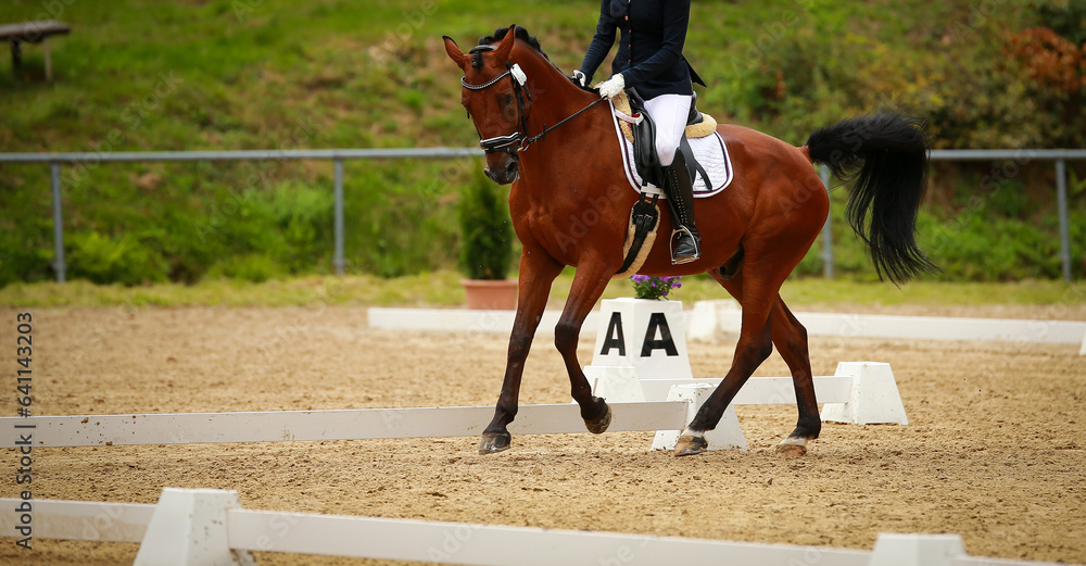 Dressage horse with rider galloping during the support phase in the test.. Dressage horse with rider galloping during the support phase in the test..