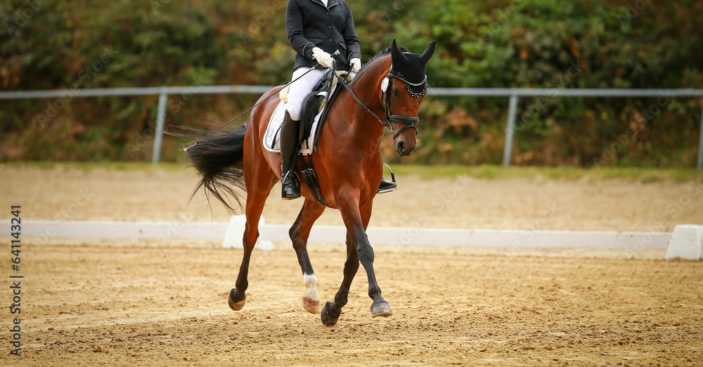 Dressage horse in trot reinforcement on the diagonal from left to right. Dressage horse in trot reinforcement on the diagonal from left to right.