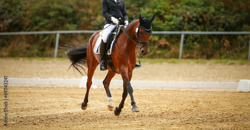 Dressage horse in trot reinforcement on the diagonal from left to right.