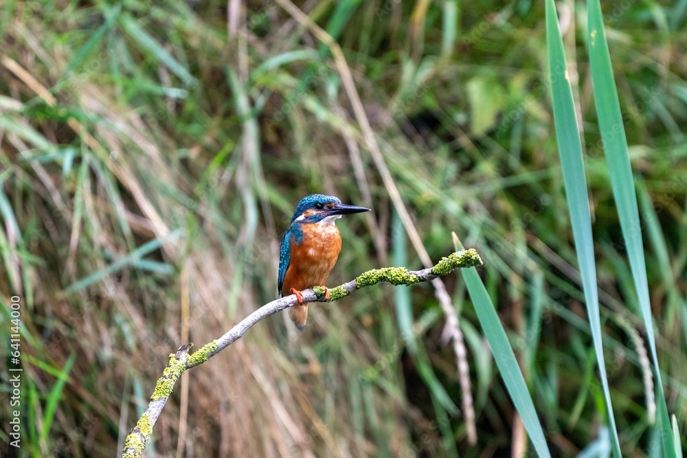 Colorful king fisher bird on a branch of a tree waiting to catch a fish in the Netherlands. Green leaves in the background.