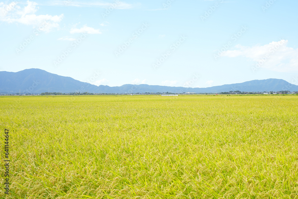 Autumn rice field scenery waiting for harvest