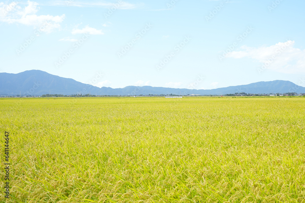 Autumn rice field scenery waiting for harvest Autumn rice field scenery waiting for harvest