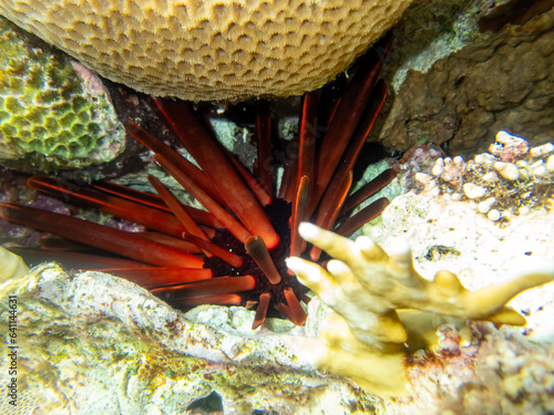 Phyllacanthus imperialis - Hedgehog companion - Imperial urchin spear - Imperial sea urchin - Imperial urchin - Pencil sea urchin photo