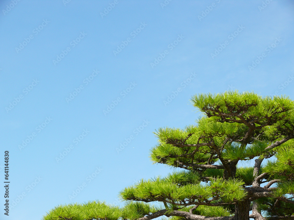 青空と松の木。
背景用画像。