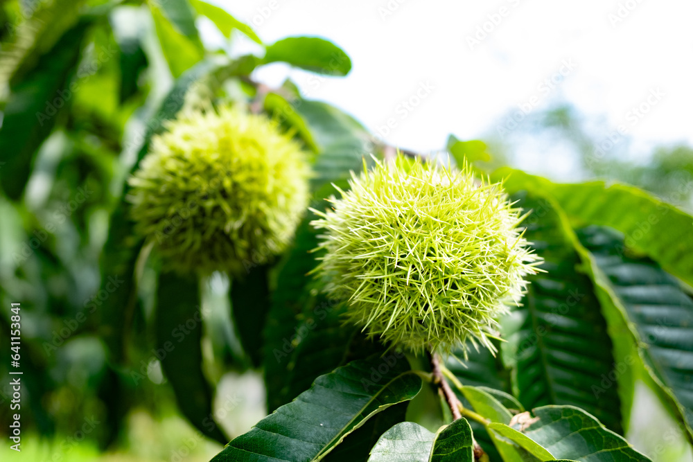 Green fruits of chestnut bearing on a tree in summer.
Green fruits of chestnut bearing on a tree in summer.