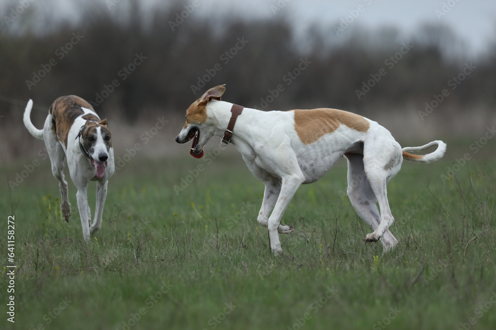active greyhounds outdoor during the coursing sport competitions active greyhounds outdoor during the coursing sport competitions
