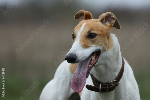 Tableau sur toile portrait of greyhound dog outdoor. Greyhound in nature background