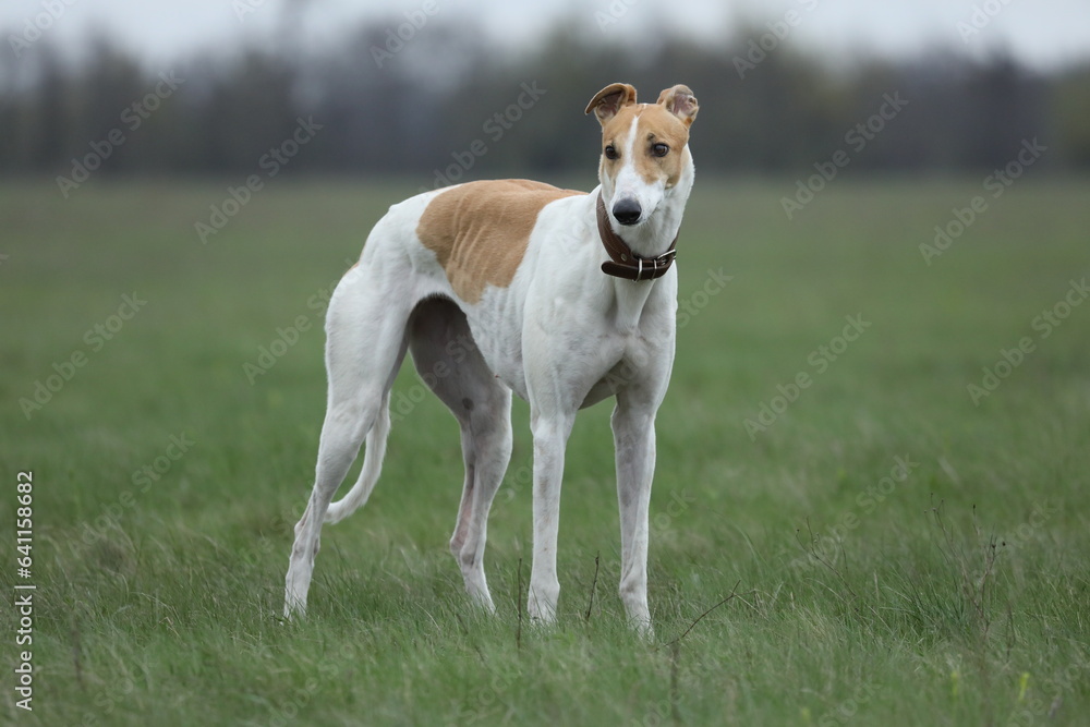 Cute greyhound dog outdoor. Greyhound in nature background