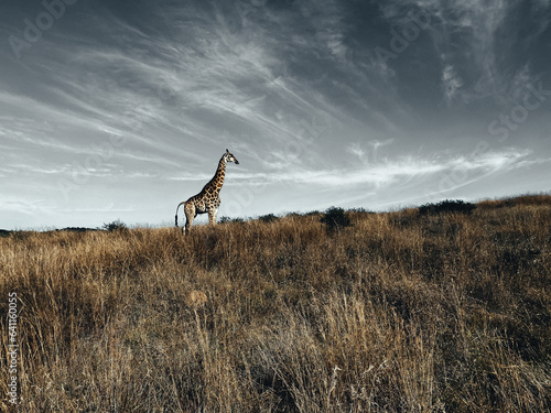 Giraffe in Nambiti National Park, South Africa  photo