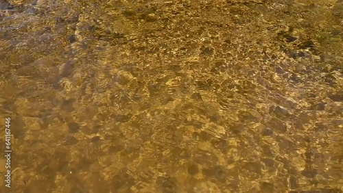 Water striders, skippers or scooters run and jump on the surface of the water of a small mountain river photo