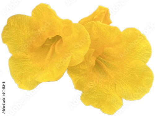 Yellow elder, Trumpetbush, Trumpetflower, Yellow trumpet-flower, Yellow trumpetbush photo