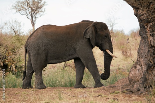 African Elephant walking to a tree in the Nation Kruger park. South Africa.