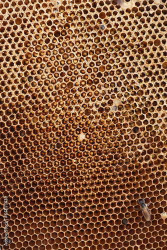 closeup of bees on honeycomb in apiary - selective focus  copy space